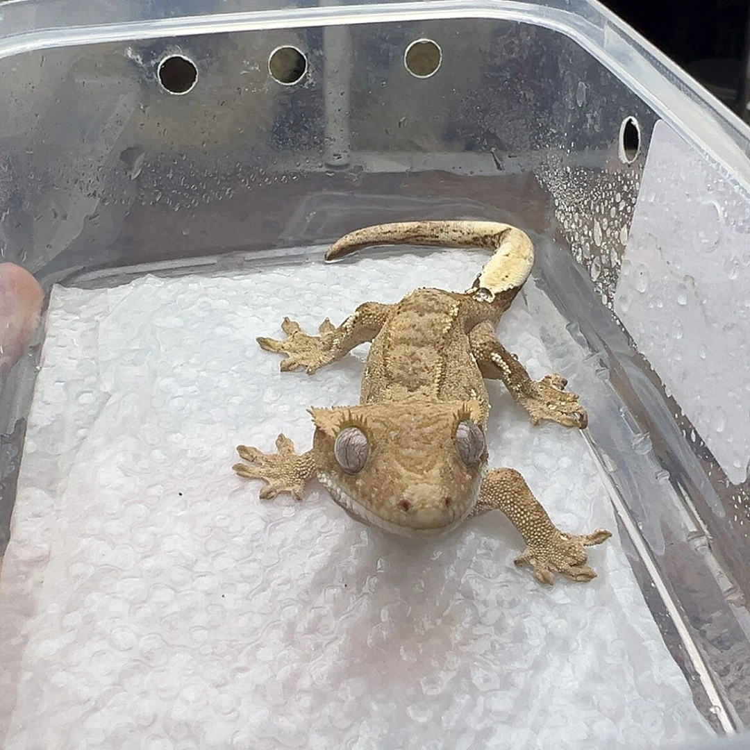 睫角守宫双红小公