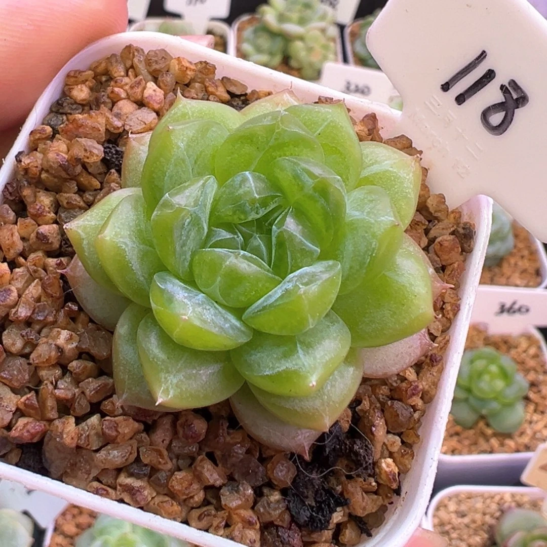 118号月痕 晗雨多肉