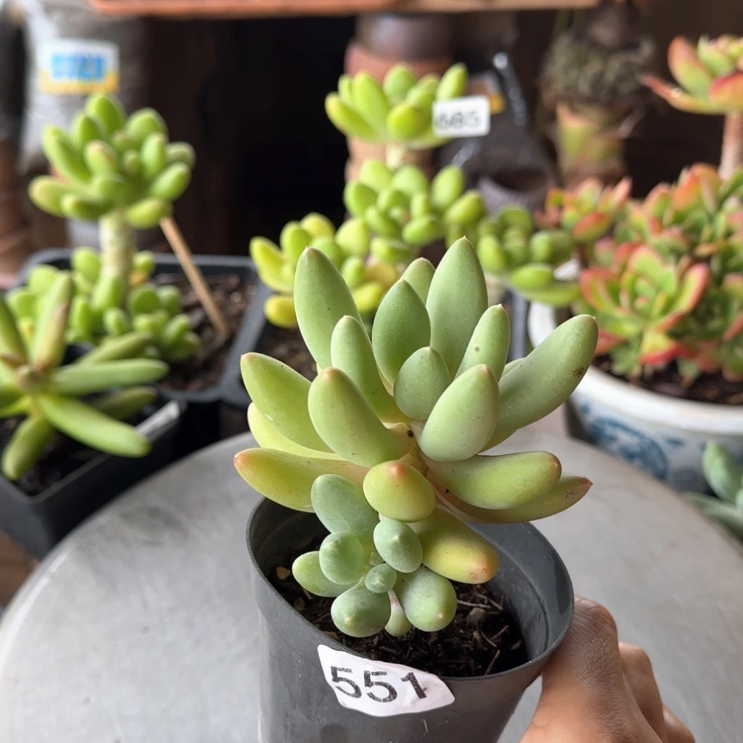 551号 一物一拍 一物一拍