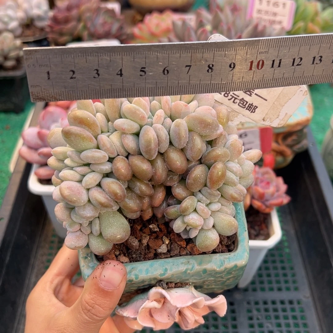 表妹精品多肉植物068.