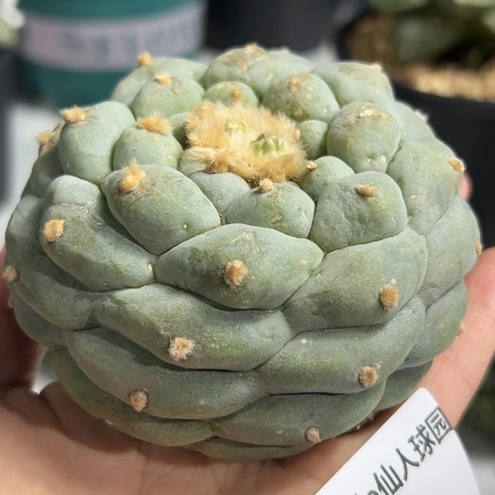 812 可帮发根可发货