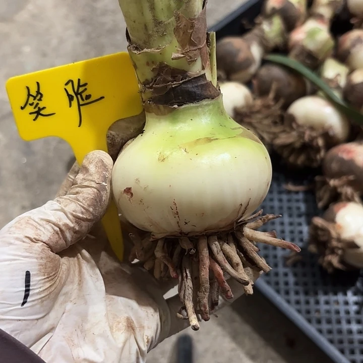 无花朵朱顶红笑脸7.5厘米