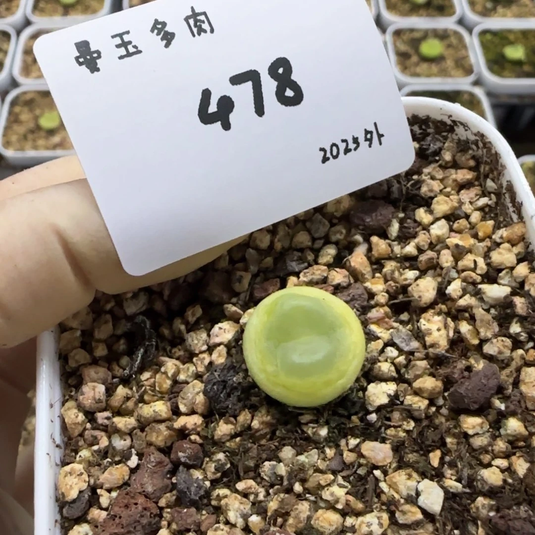 悠**主多肉多肉多肉2025-478
