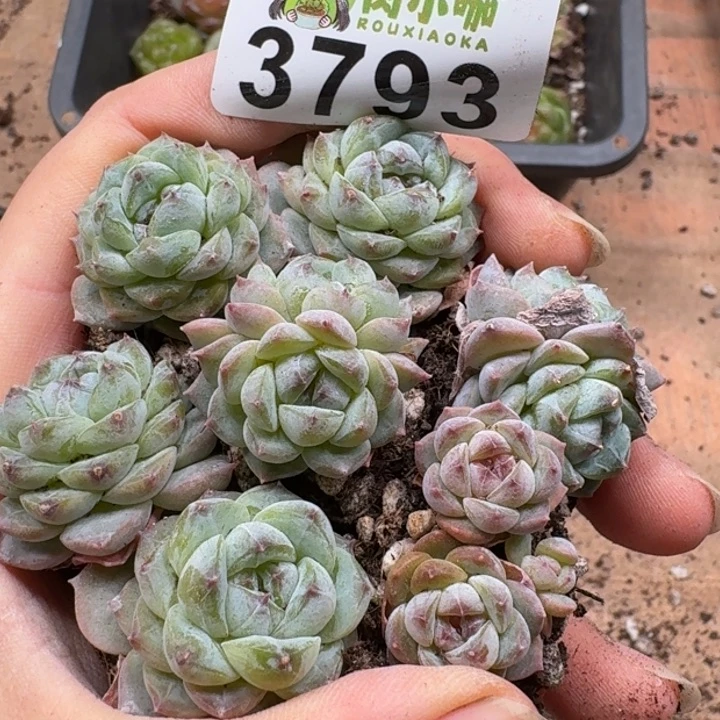 当前无花朵，栽培后可花朵多肉植物多肉植物