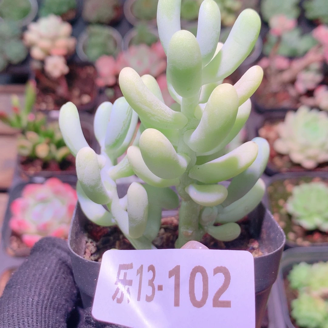 乐然13-102 香蕉美人