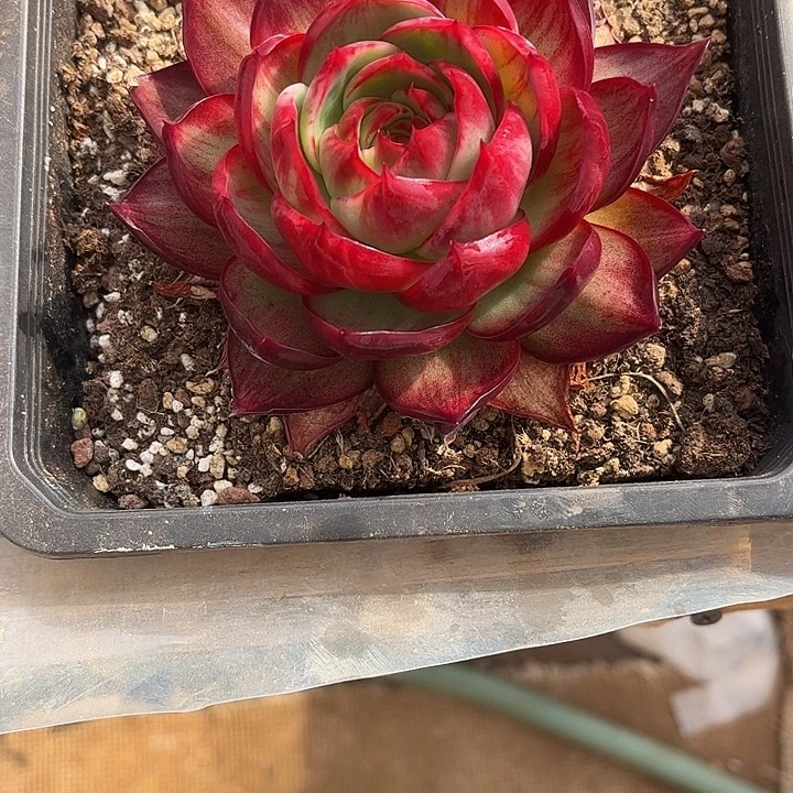 曾***节惊鸿仙子多肉植物601