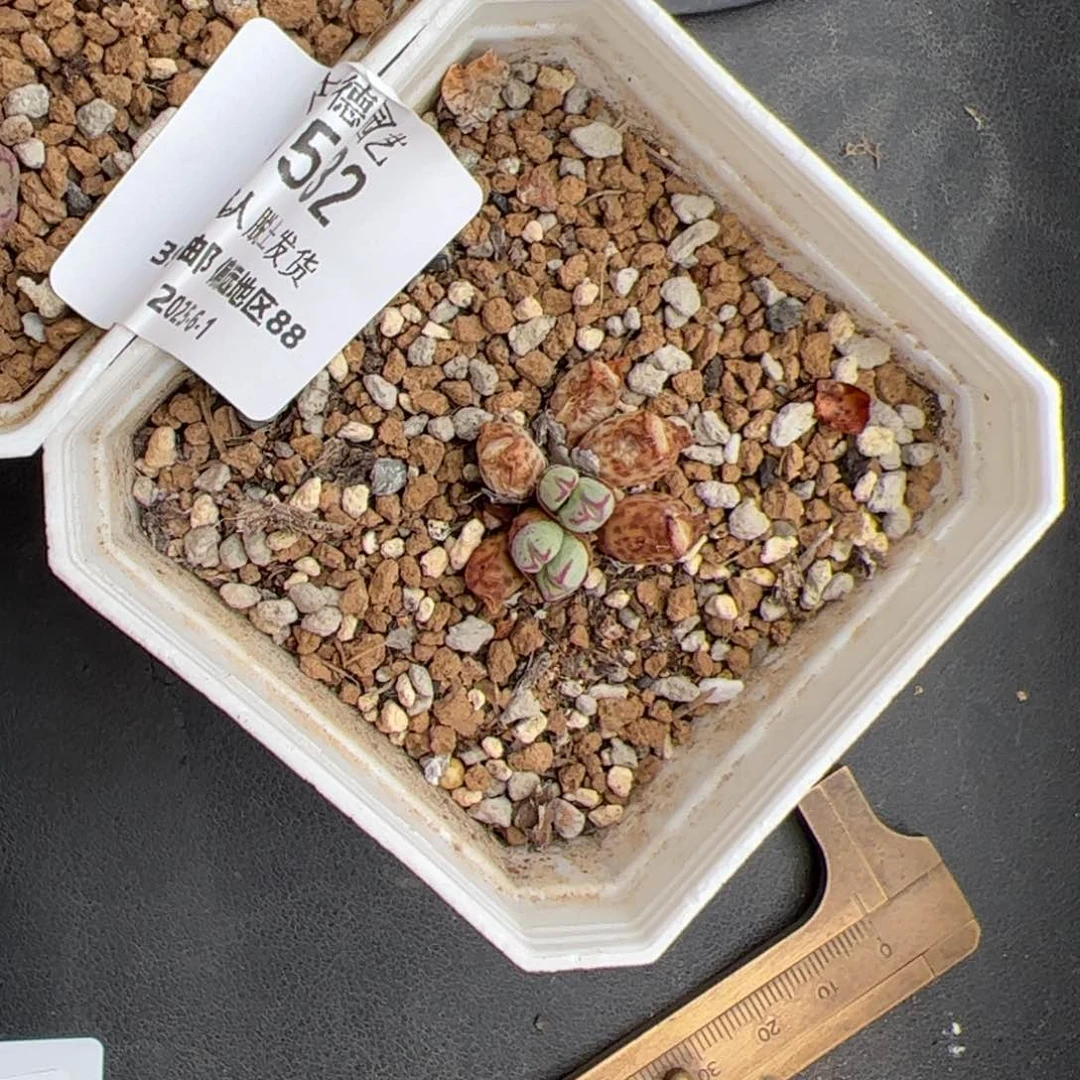 星****秀0532号 2个 猴脸➕ 猪蹄多肉植物