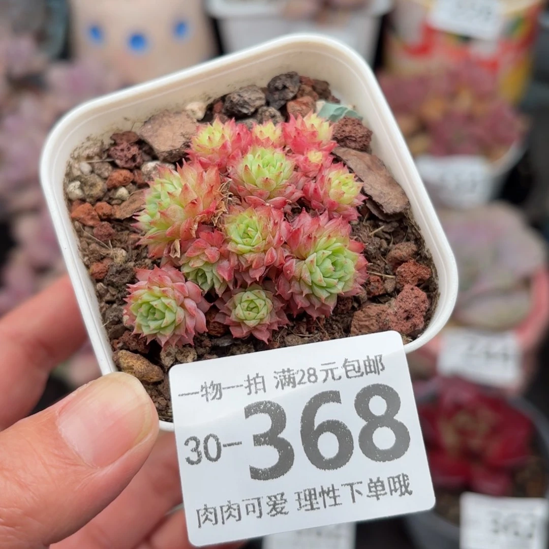 小红莓多肉多肉多肉