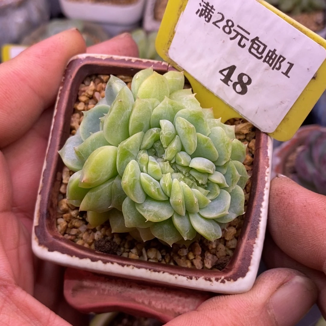 148泡影缀化龙头多肉