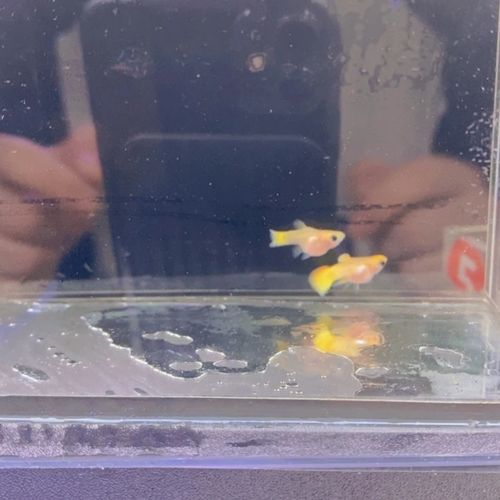海水鱼孔雀鱼皇家落日一对