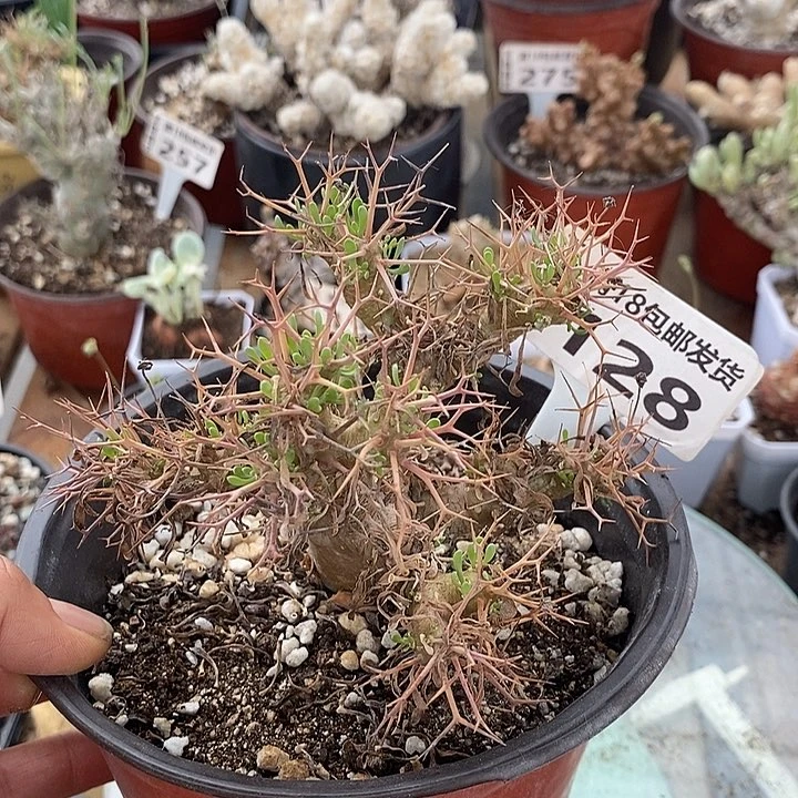 128黑鬼殿厚敦菊一一一