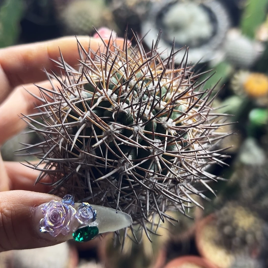 逆豹有根仙人球66666666