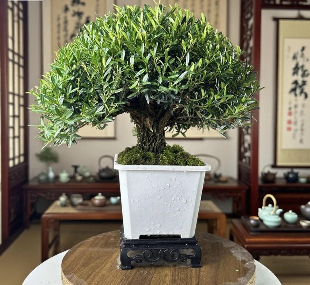 小叶雀舌黄杨盆景矮霸四季常青(含底座）