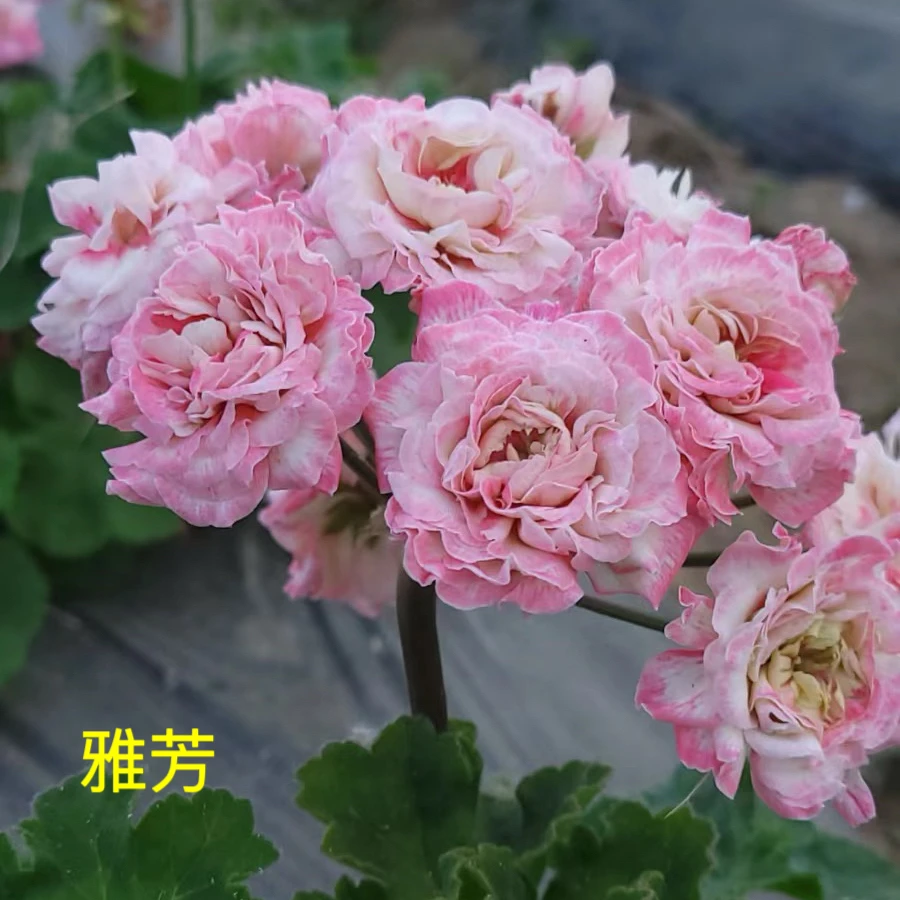 天竺葵花卉【雅芳】