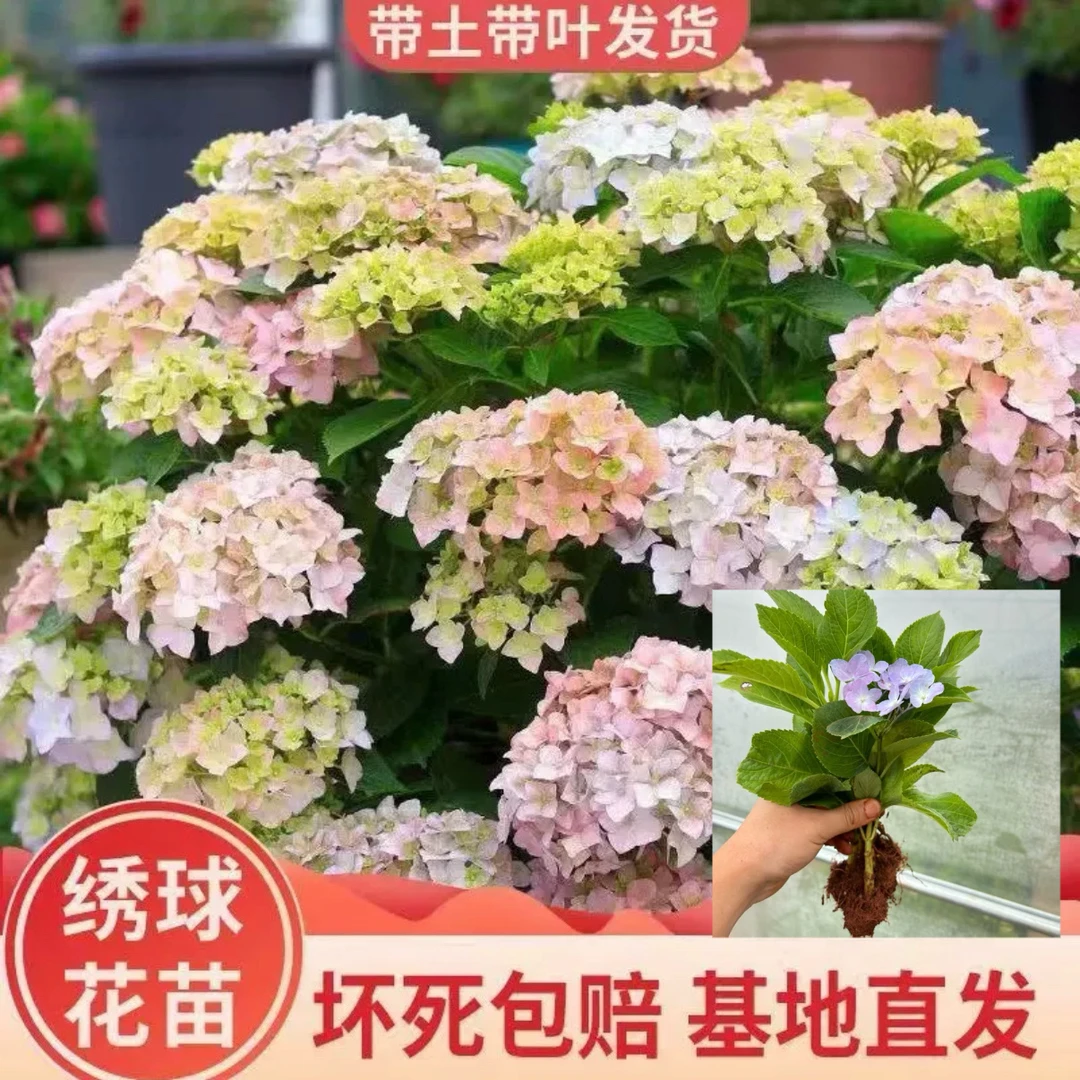 50棵云南八仙花无尽夏绣球花苗 阳台庭院地栽耐寒四季开花