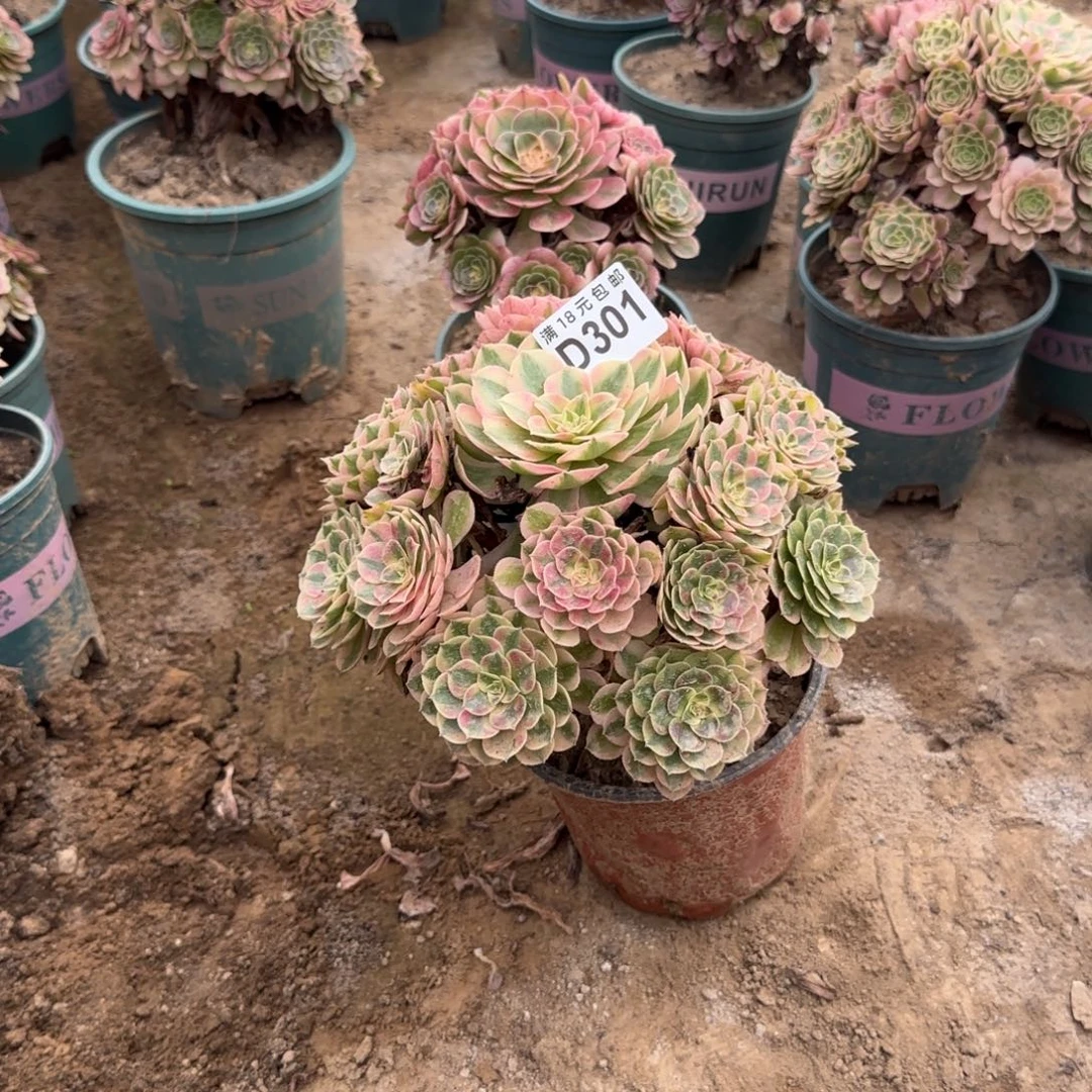 301 号一物一拍多肉1号棚荔枝