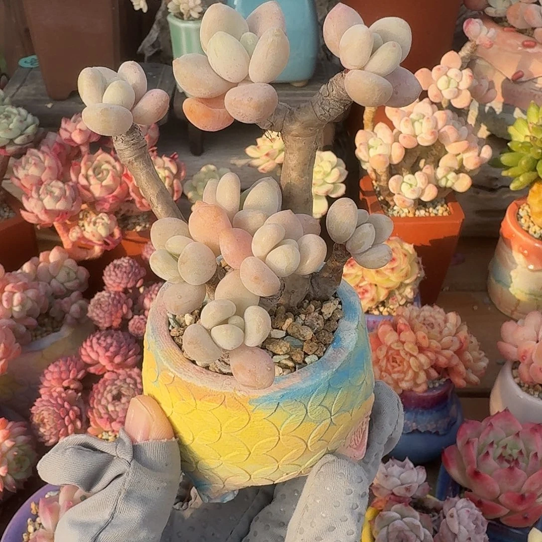 洛神 多肉含盆土 一物一拍