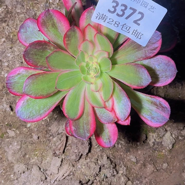 茶**园3372黑魔锦多肉植物