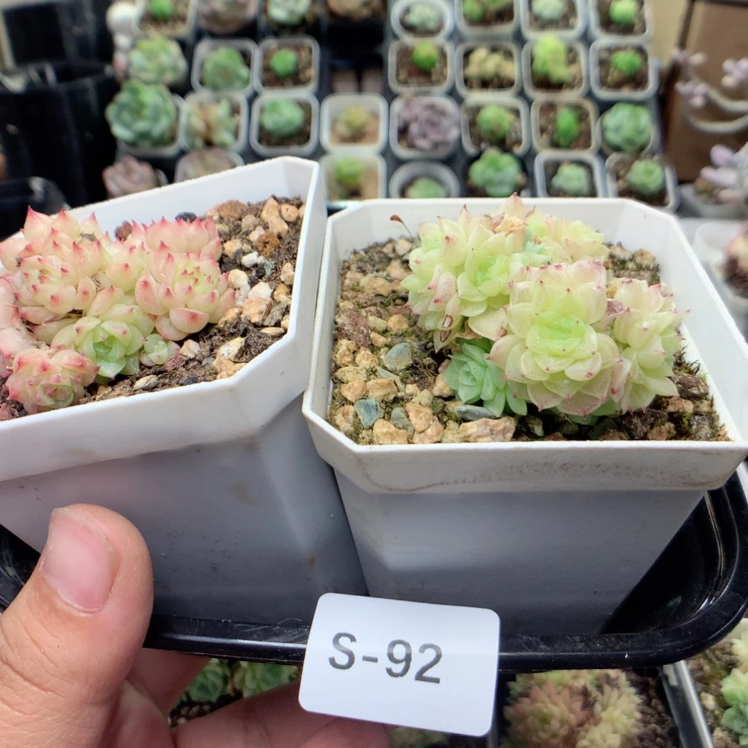 刘***.无花朵S92一英语英语