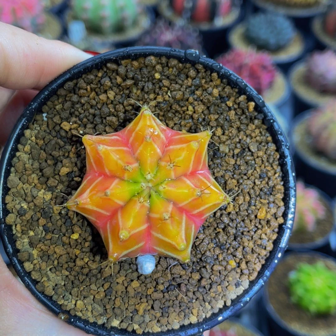 米哈星球80000000002