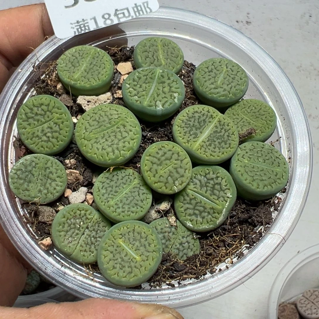 【闪购商品】 384。