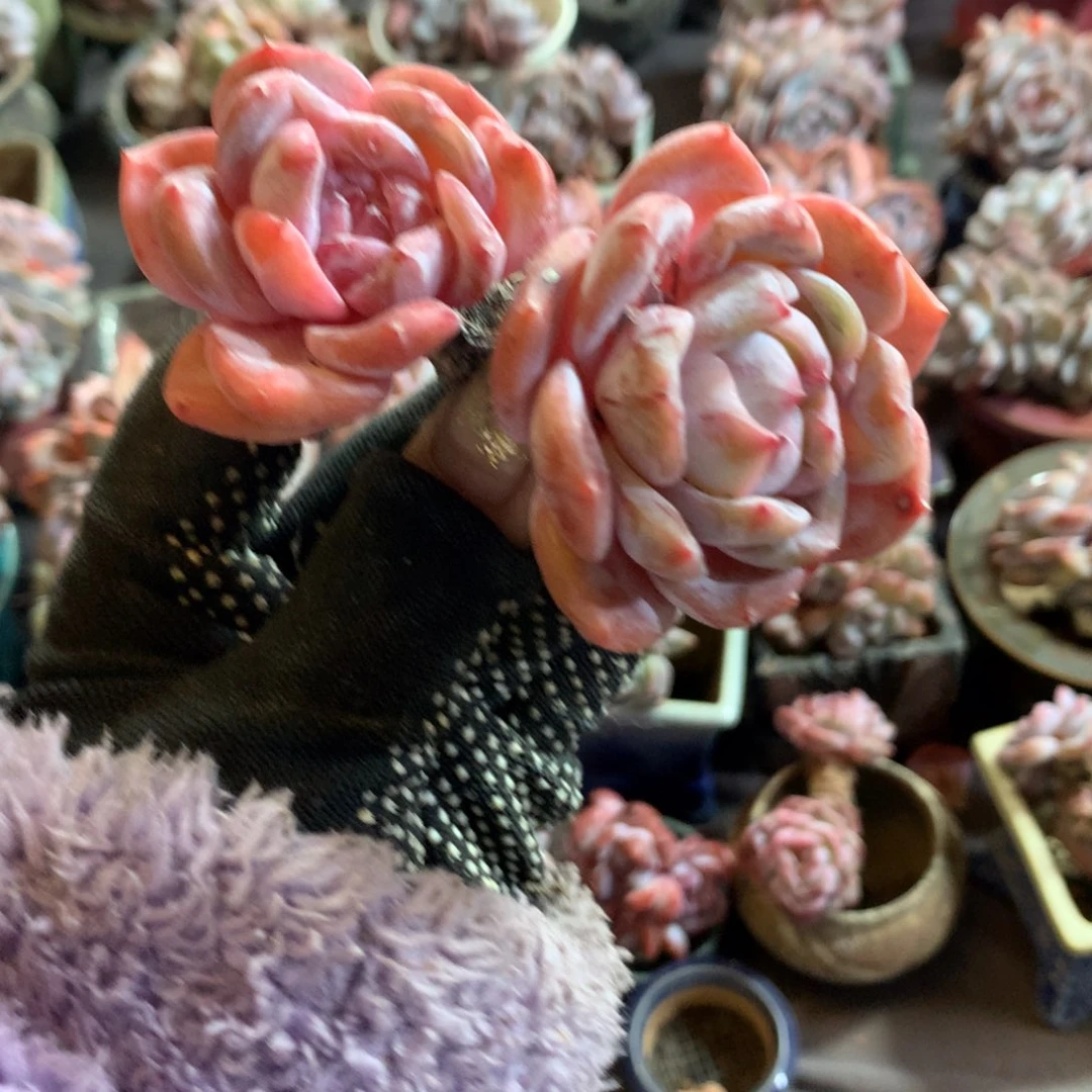 哈哈哈哈哈哈哈哈石榴籽