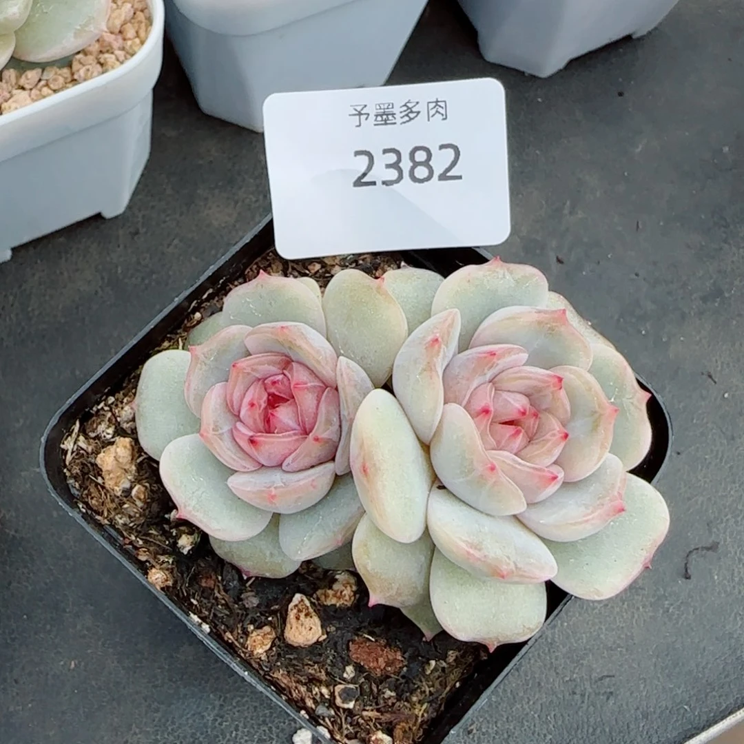 粉恋，2382多肉植物