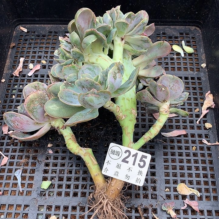 桃花坞缀化 瑕疵 多肉植物 9.17号左右发