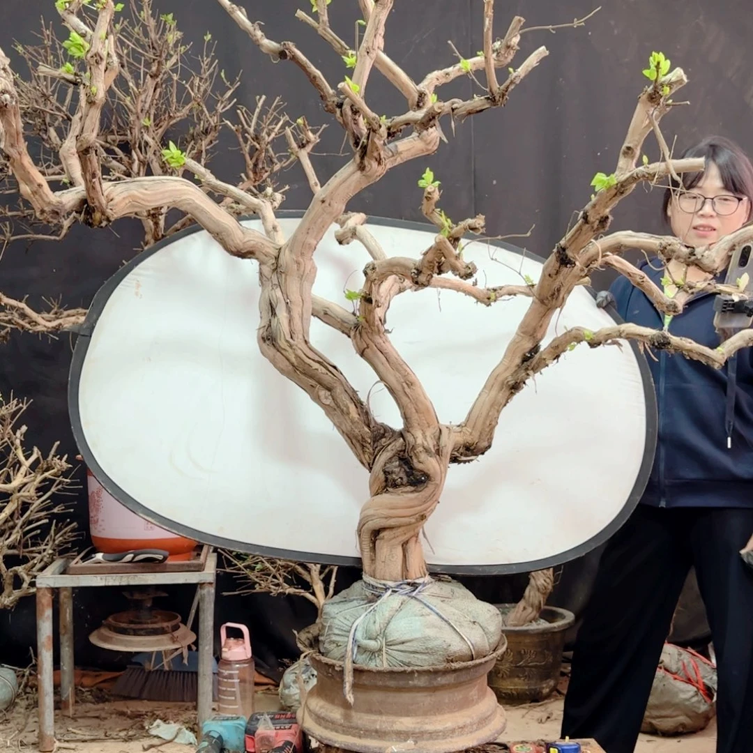 向***由金银花金银花金银花