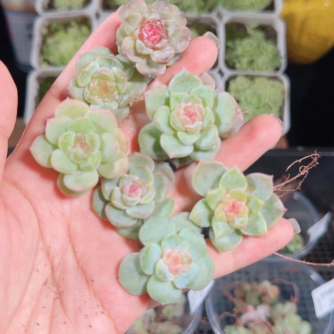 0820---33糖心珍妮