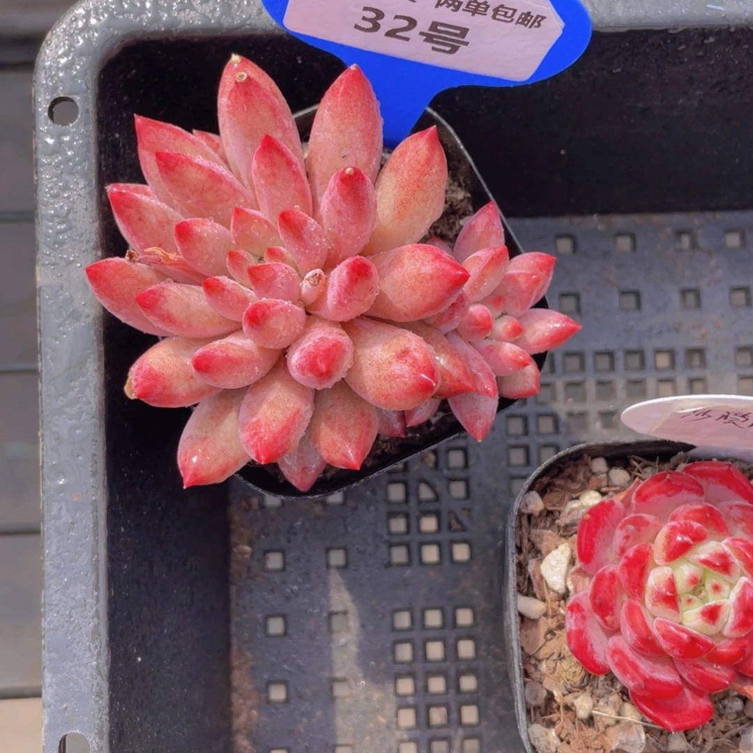 32号全状态虞美人双头一个