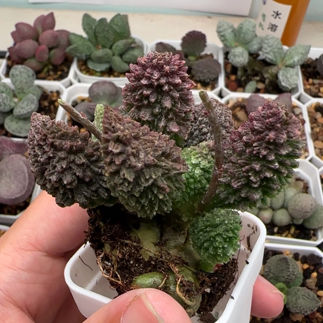 朱紫玉水泡多肉植物