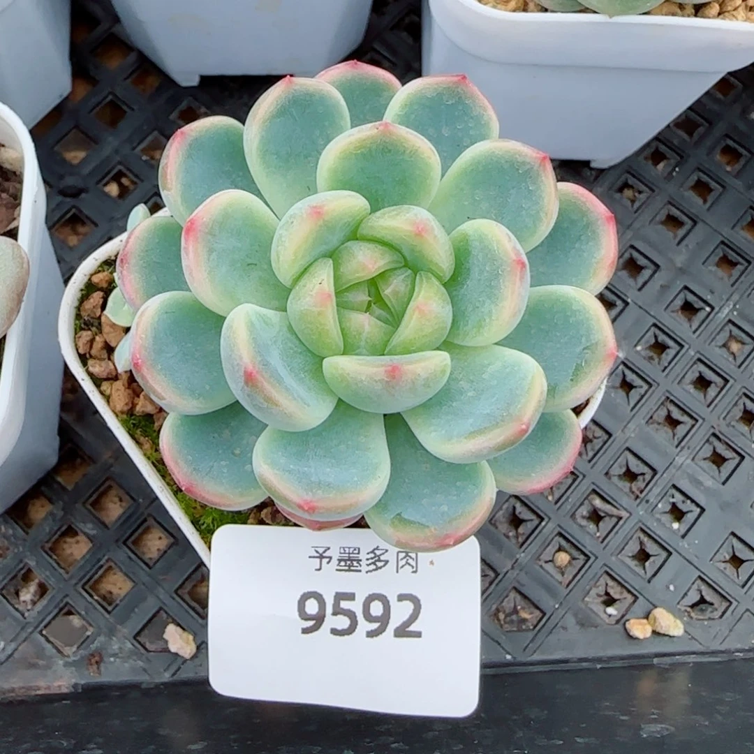 童话，9592多肉植物