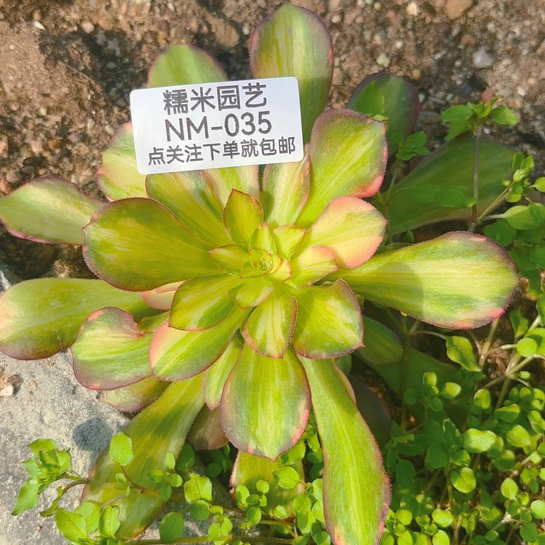 绍七彩多肉植物035