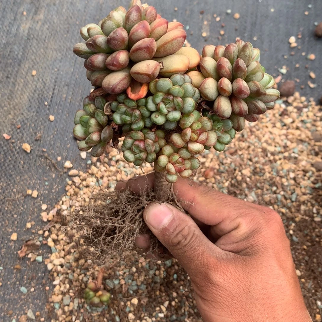 我们的产品也越来越难做到