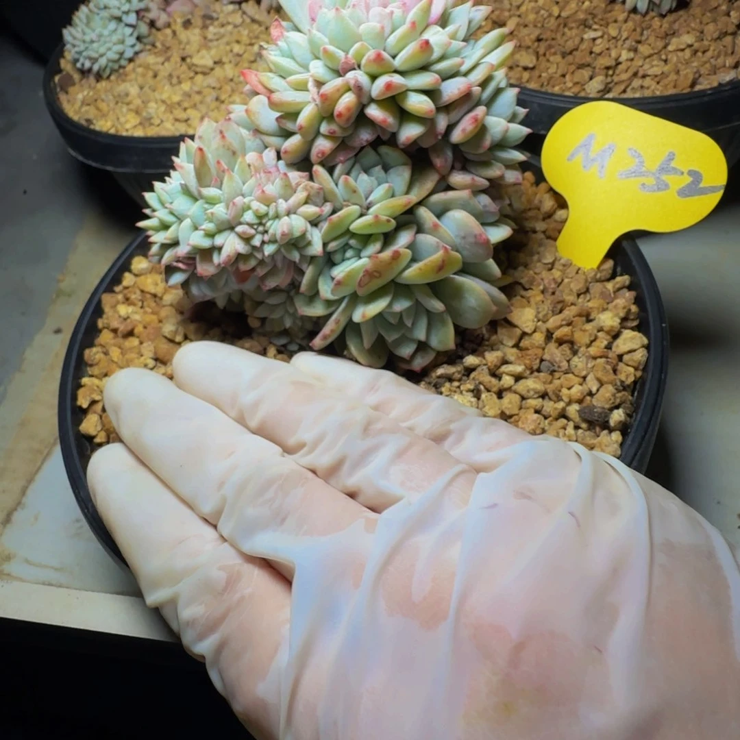 ?**m 252号一物一拍