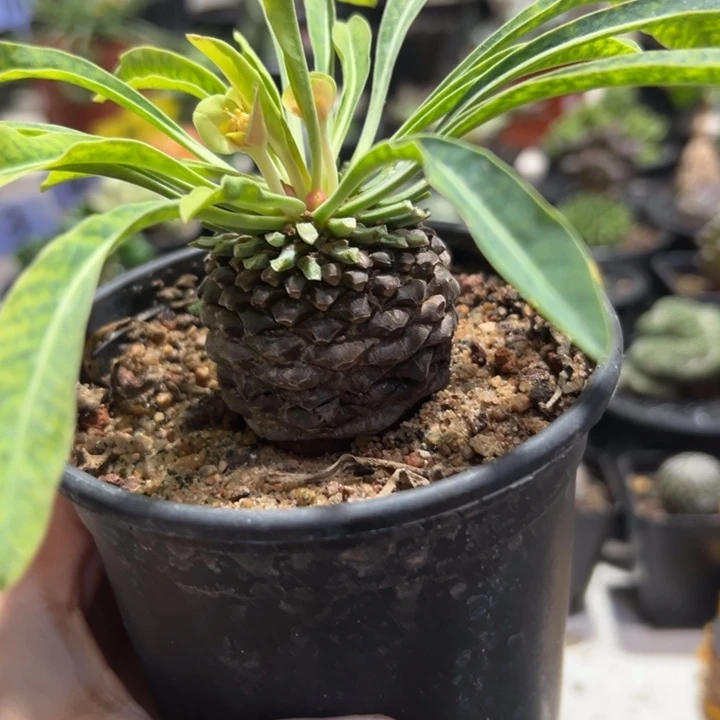 铁甲丸带盆111111