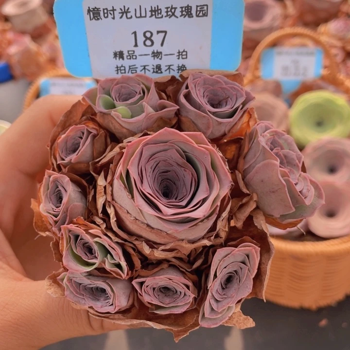 山地玫瑰187断枝不包损不售后