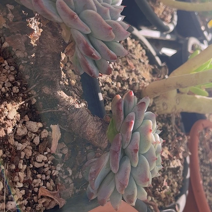 天鹅绒27192多肉植物