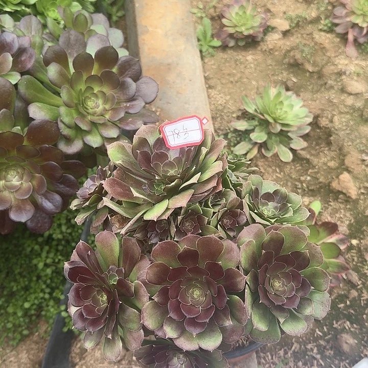 多肉植物荷羔毛78号无售后