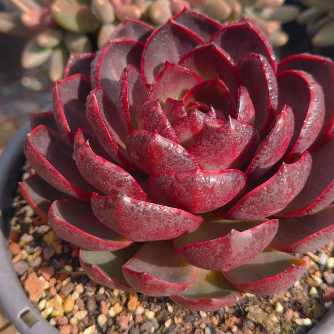 【闪购商品】母本红灯9.9