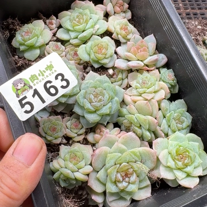 *****多肉植物多肉植物