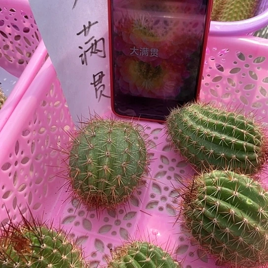 大满贯 无根侧牙 满18包邮