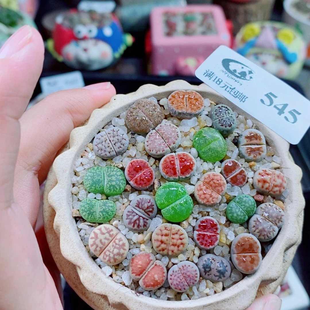 生石花花花花开了545