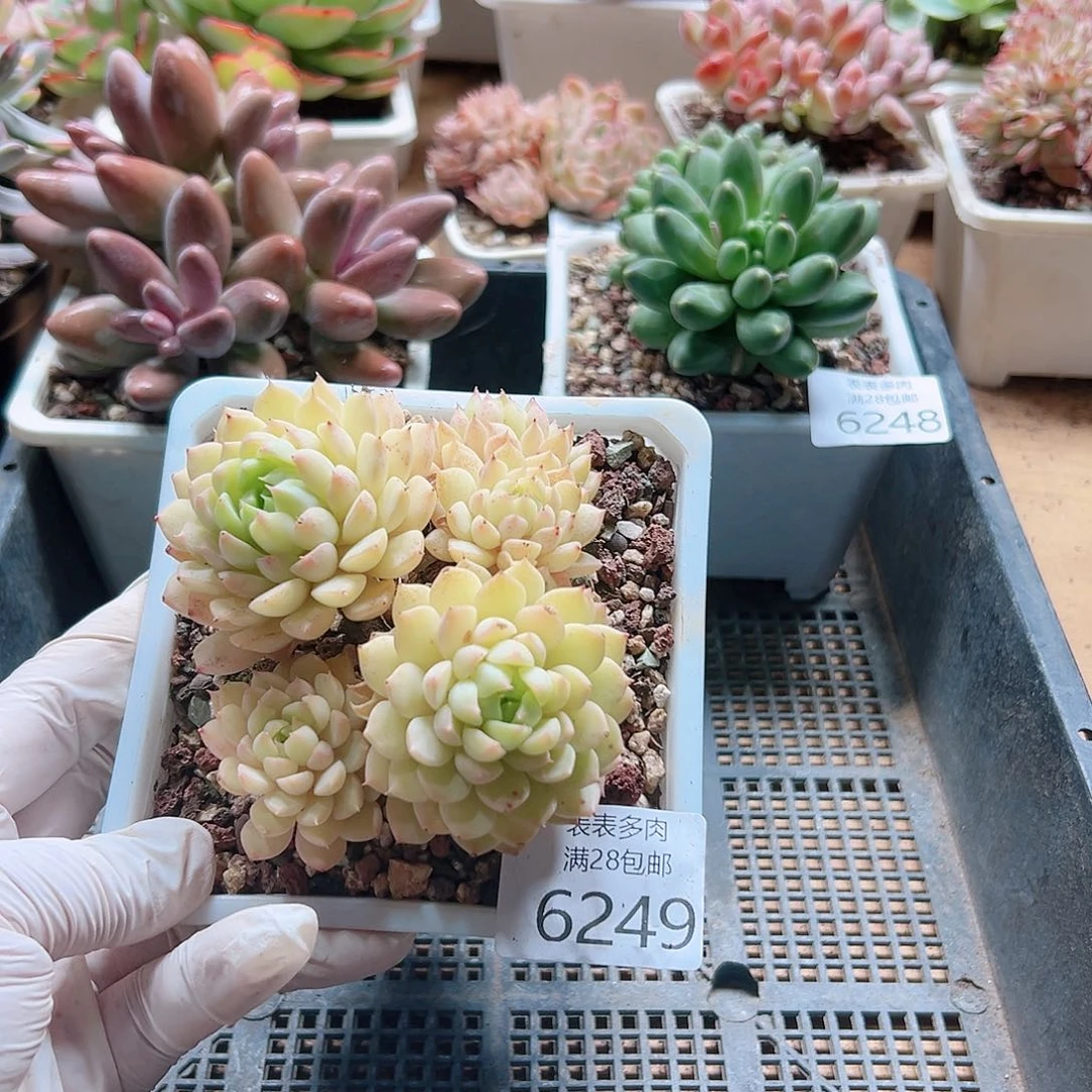 多肉一物一拍6249