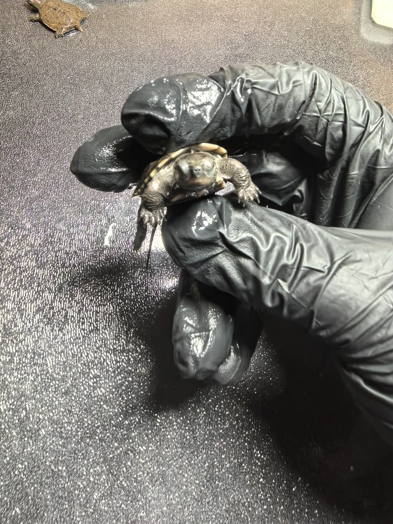 苏北金线草龟，人工养殖，招财进宝小乌龟