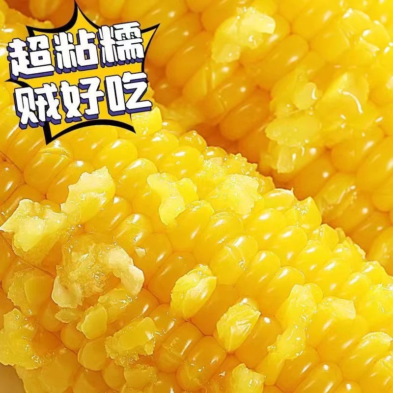 【试吃两根整箱12大棒】东北黄糯玉米软糯粘香真空包装7-8斤