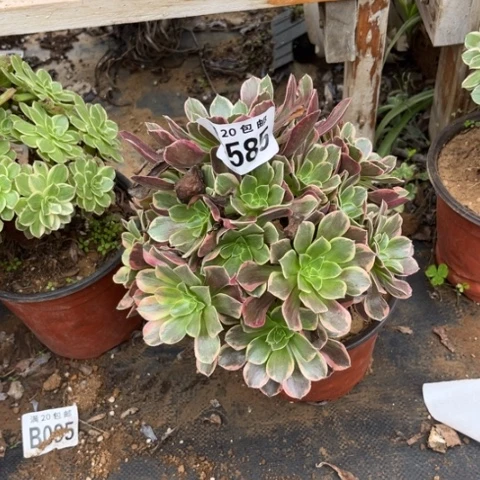 585金丝雀不包断枝