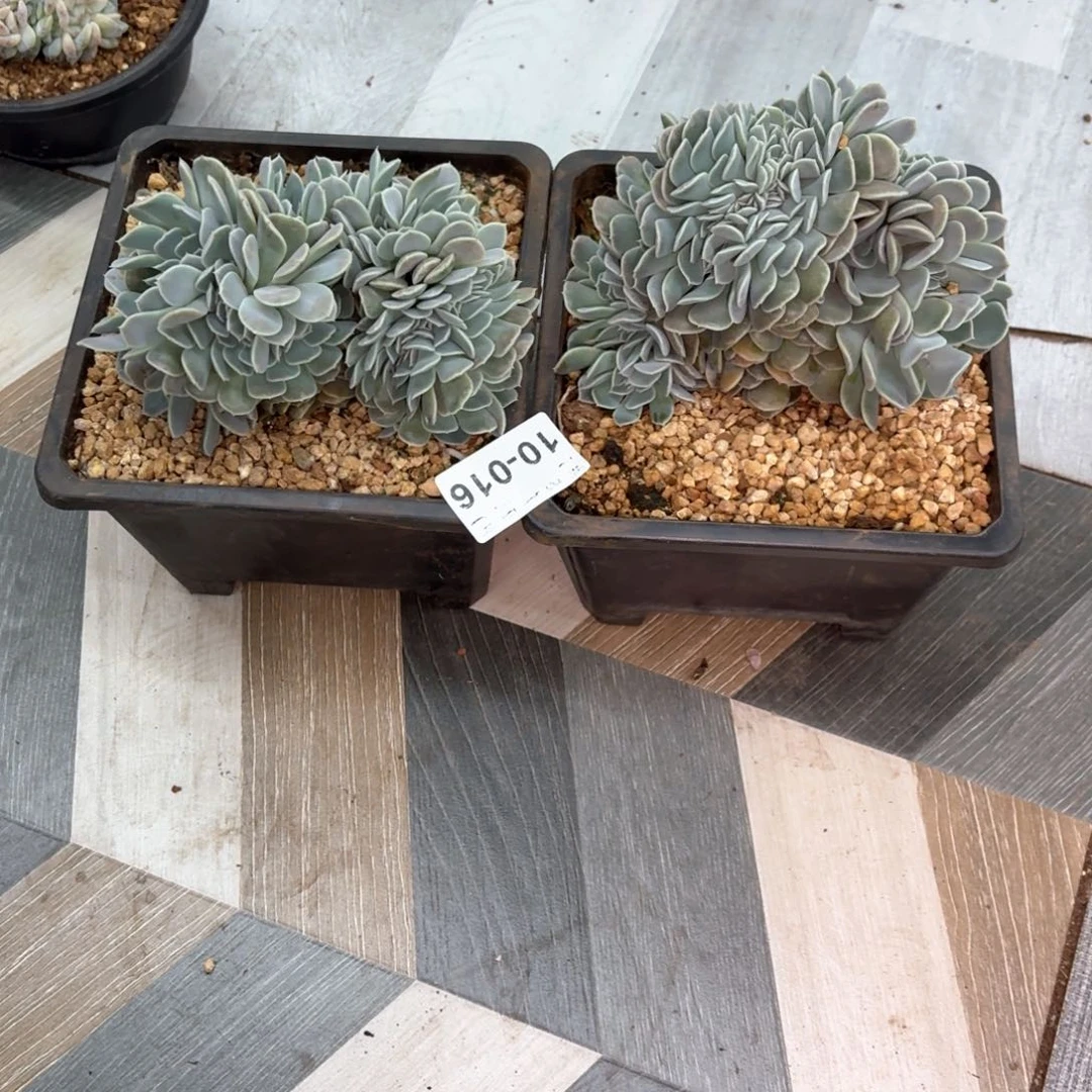 涛*10.16汉堡缀化两个