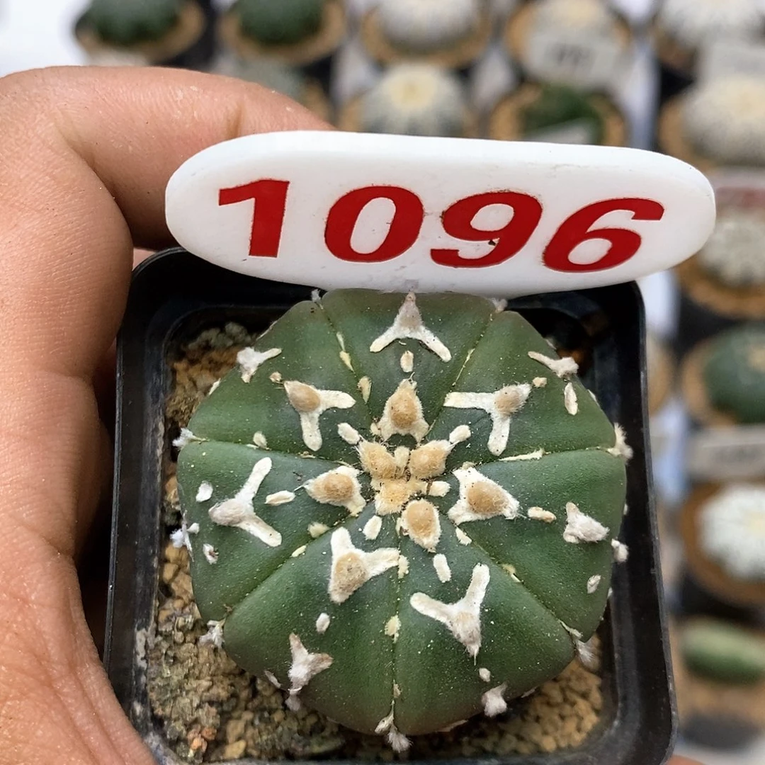 1096特价漏福利特价咯